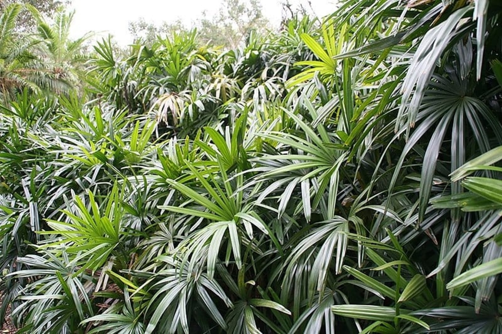 Rhapis_excelsa