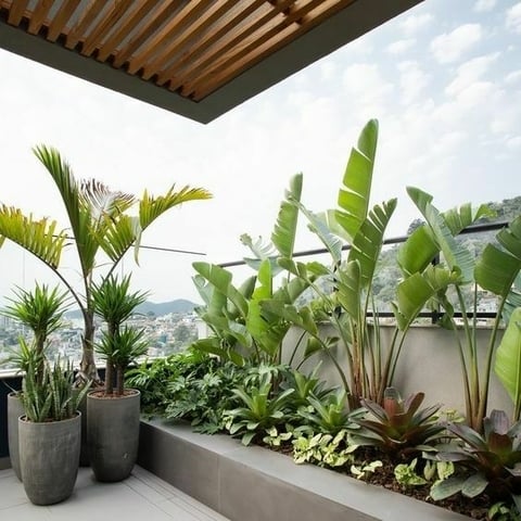 strelitzia-nicolai-bfc617d32e1259db3917166780249756-480-0