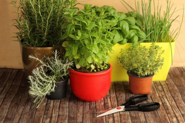 plantas2