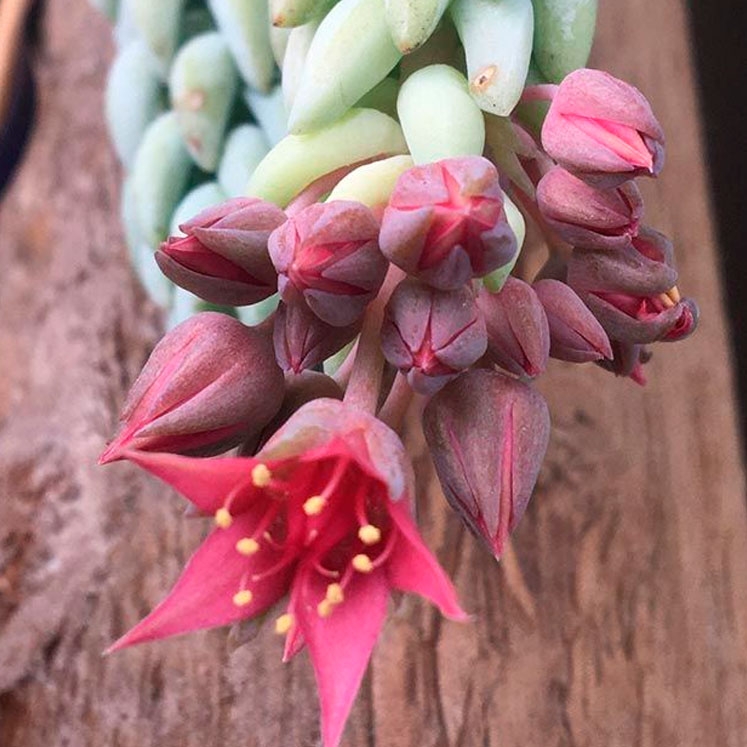 Sedum-morganianum-4