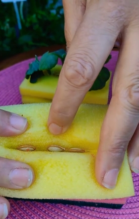 esponjas2