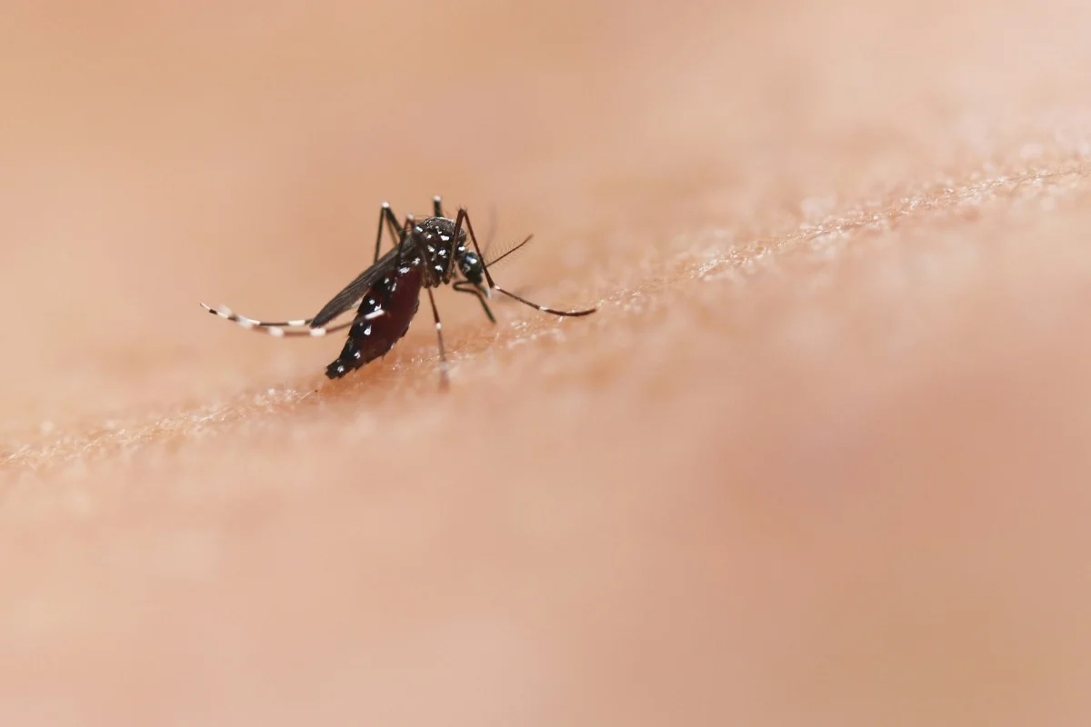 dengue (3)