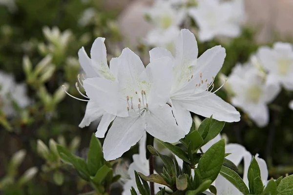 depositphotos_535631216-stock-photo-flowers-blooming-park