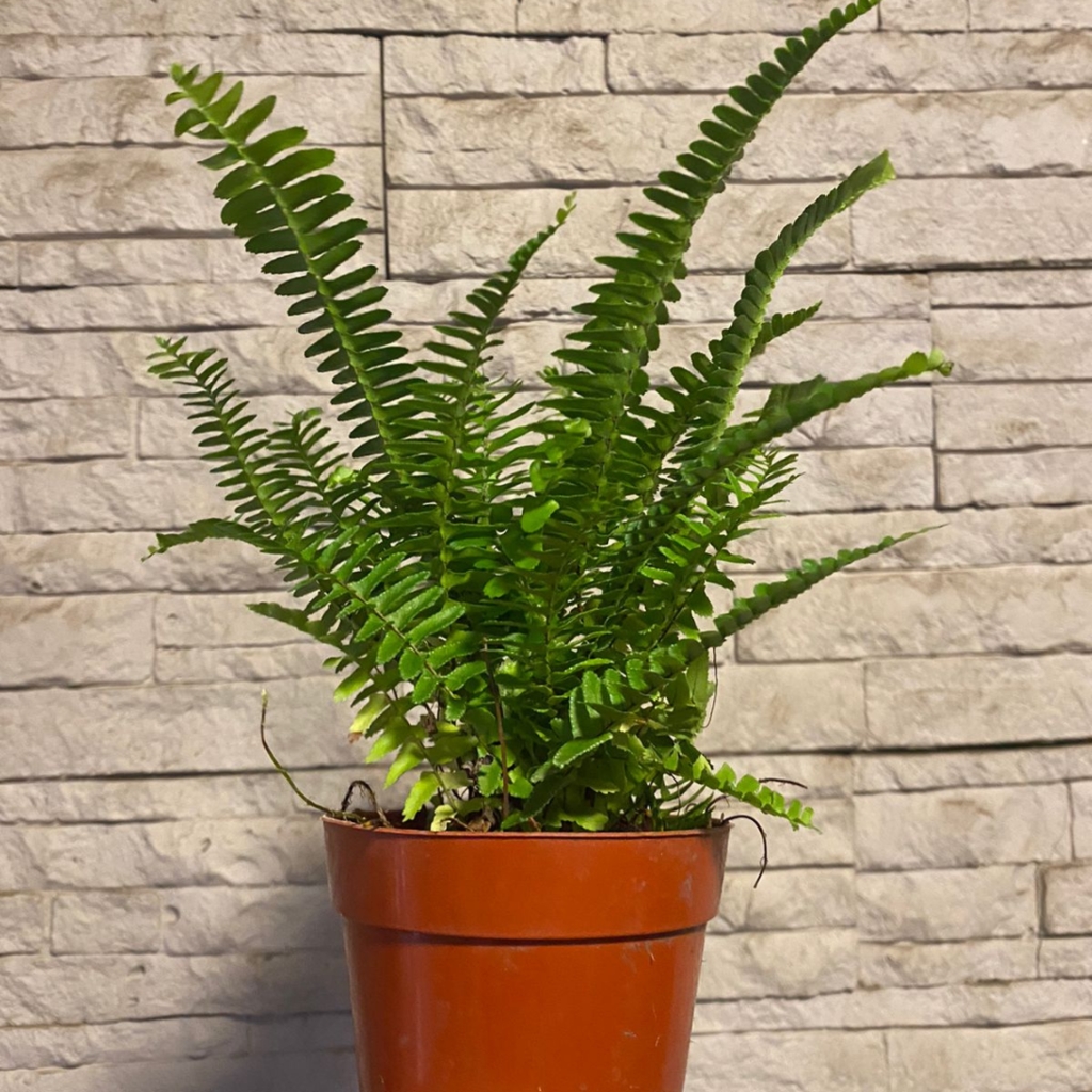 plantas3