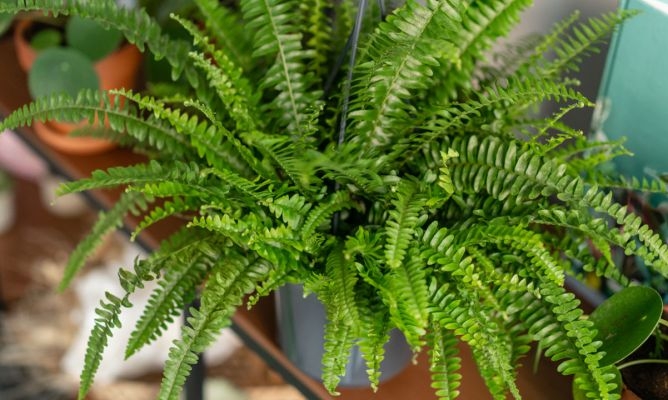 plantas2