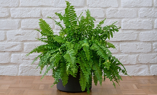 plantas1