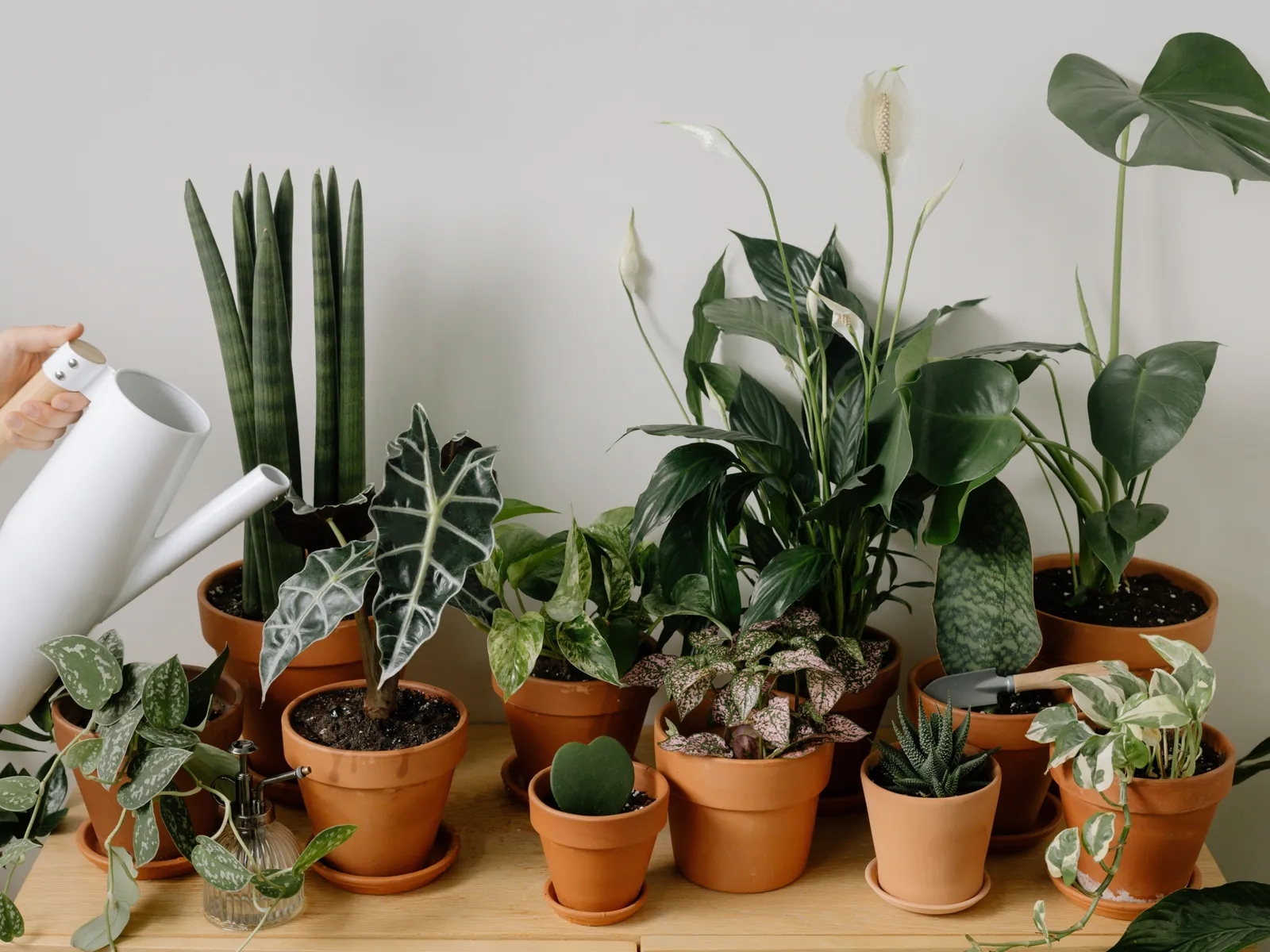 ajo-beneficios-plantas-fertilizante