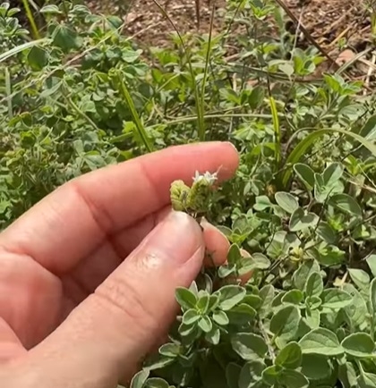 oregano