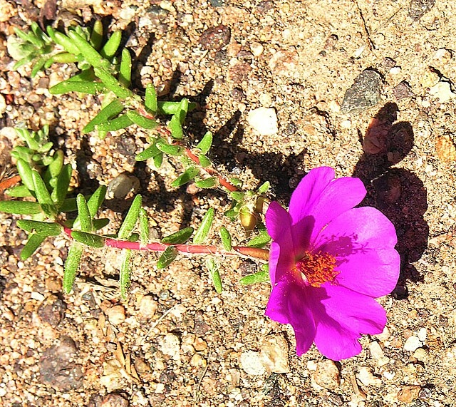 Portulaca_gilliesii_(8677405266)