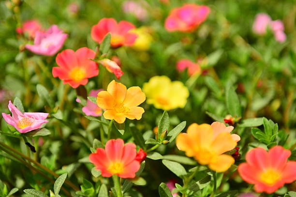 istockphoto-514214265-612x612