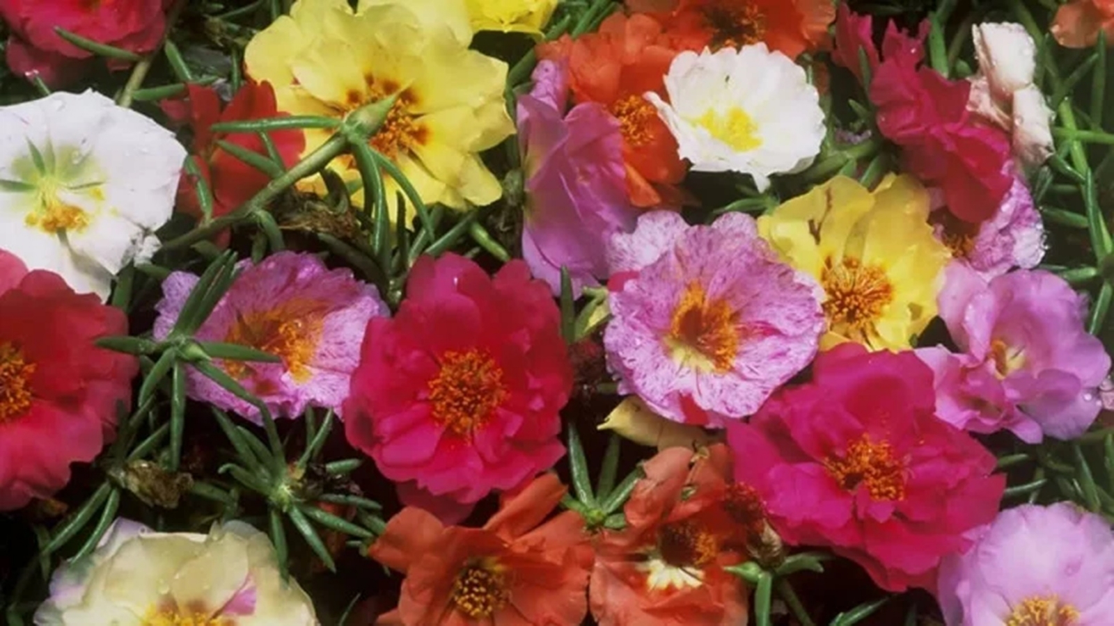 Flor-de-seda-verdolaga-portulaca-grandiflora-800x450