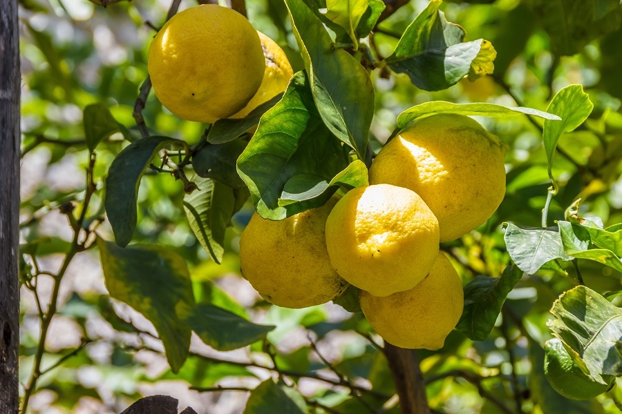 limonero-1