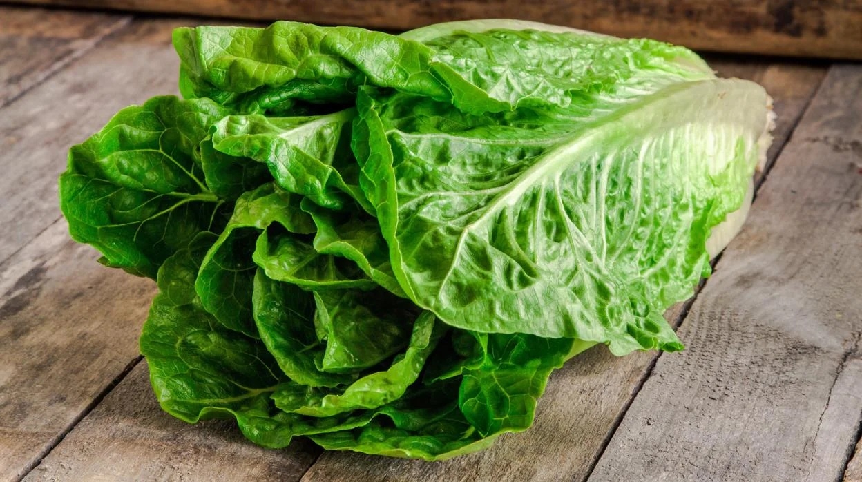 lechuga-kSlD--1248x698@abc (1)