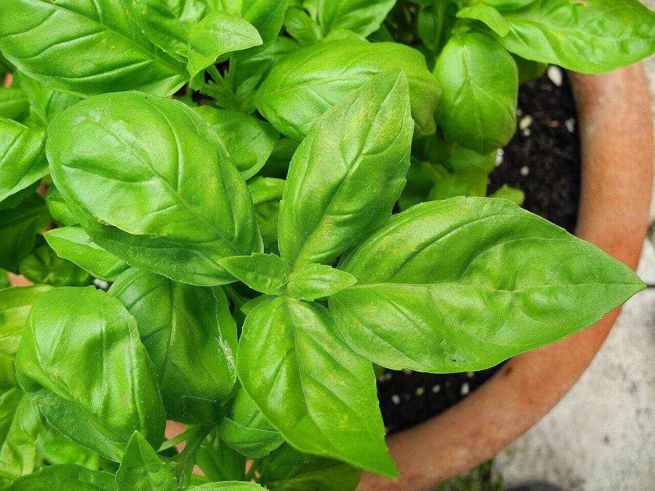 albahaca 1