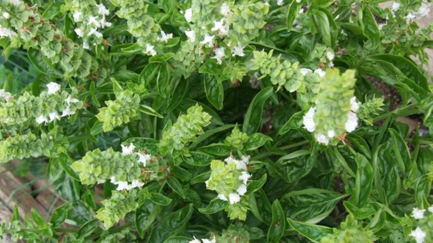 albahaca 2