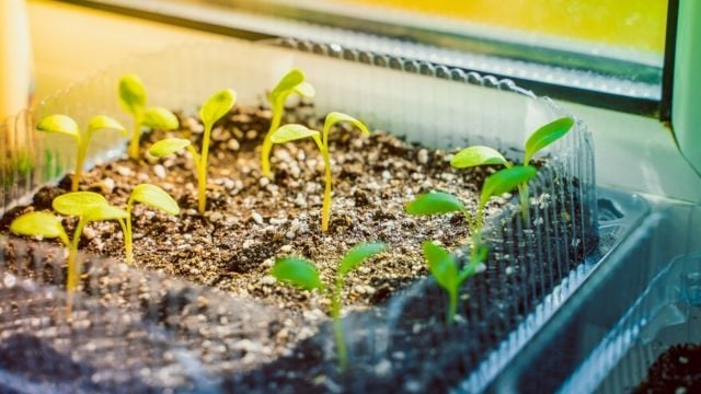 plantas1