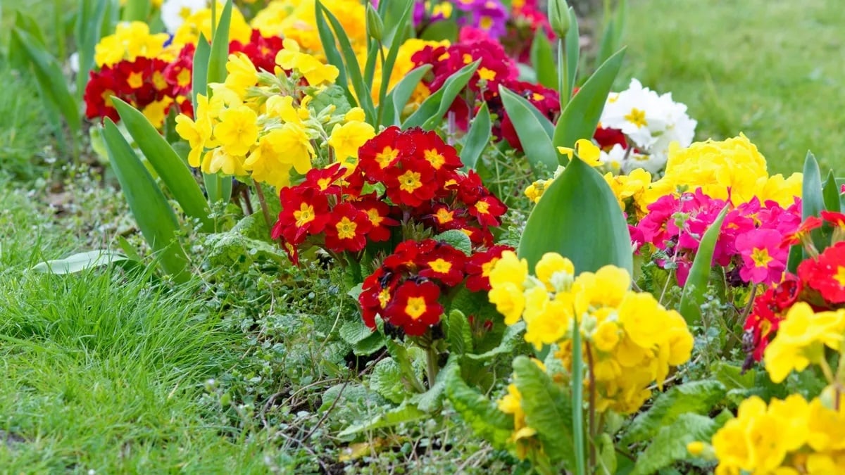 como-cuidar-las-flores-primavera-armonycljpg