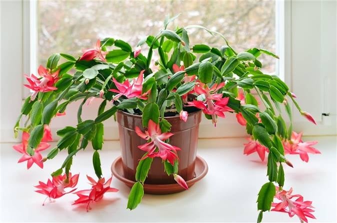 plant 3