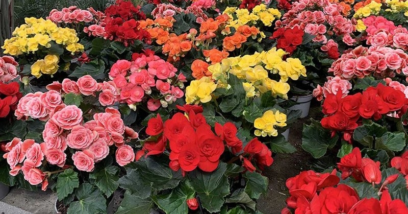 las-begonias-y-sus-cuidados10