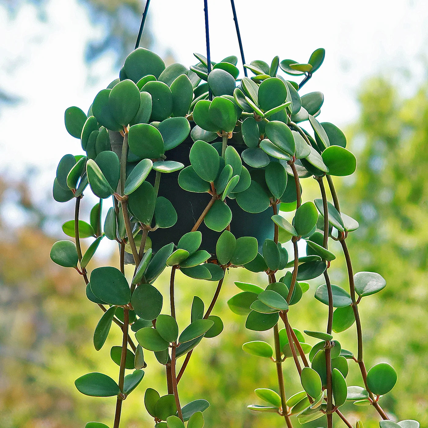 peperomia 1