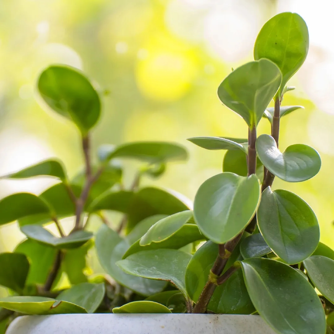 peperomia 2