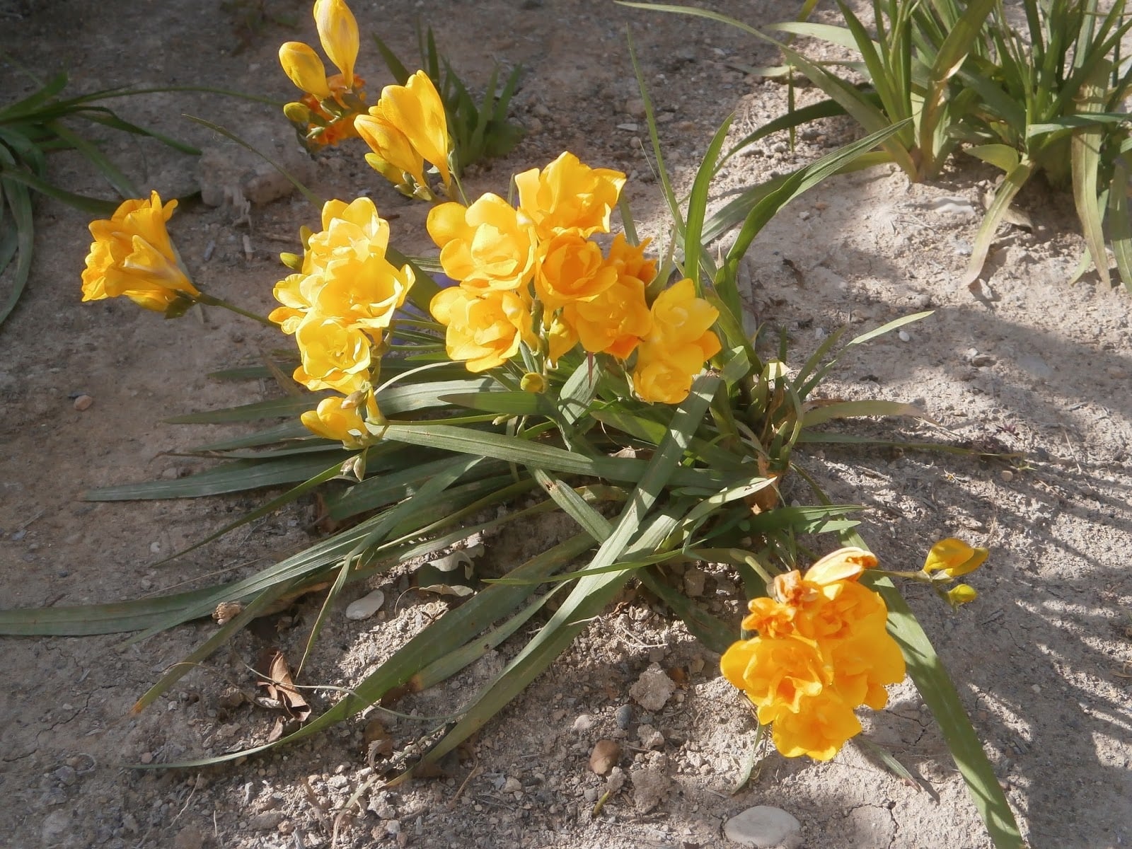 freesia x hybrida63