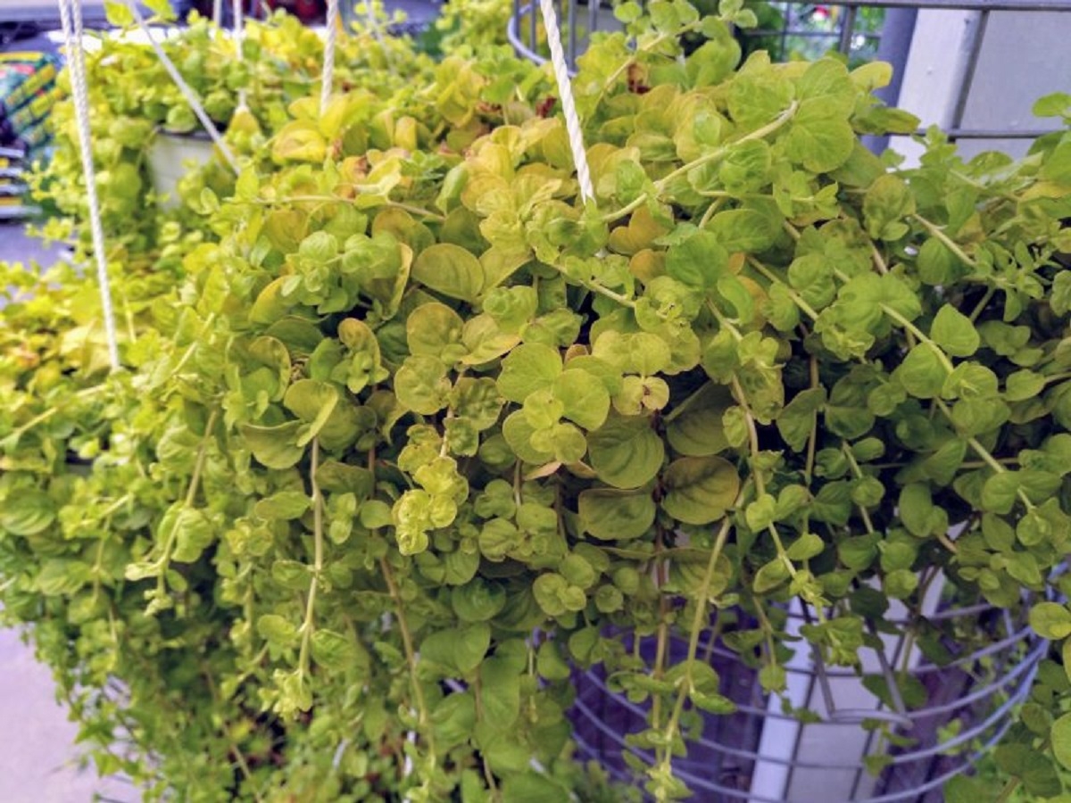 Plantas