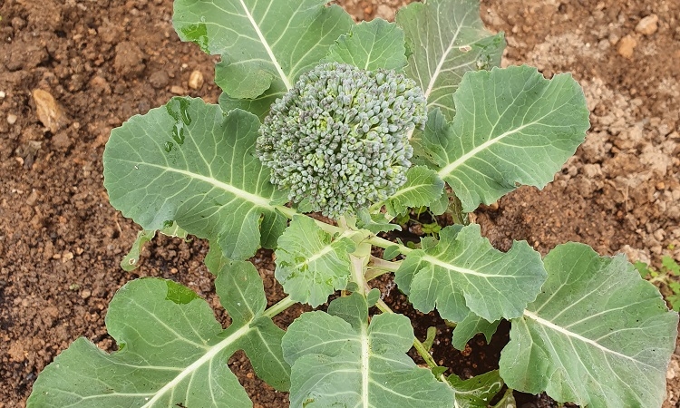 brocoli 1