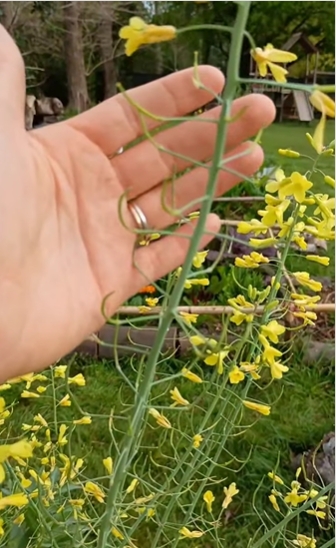 brocoli 2