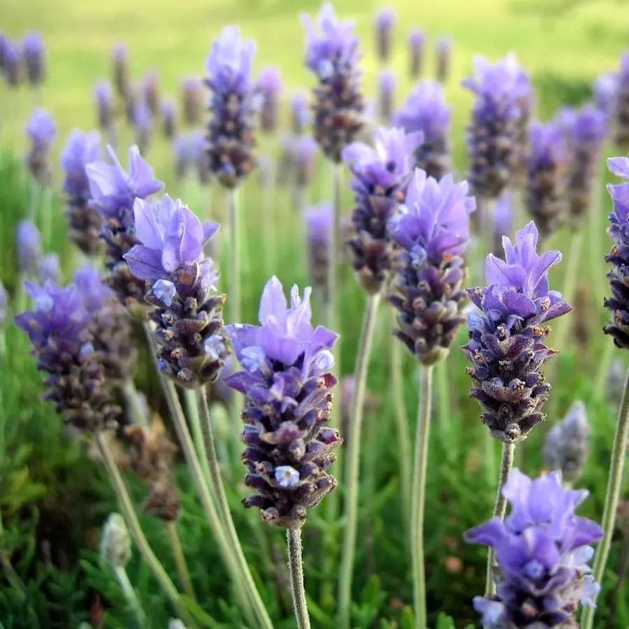 lavanda-crecida.jpg-e1643208286289