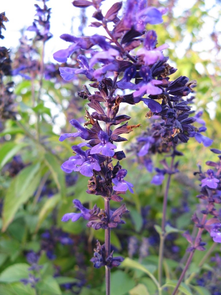 Salvia-Indigo-Spires-768x1024