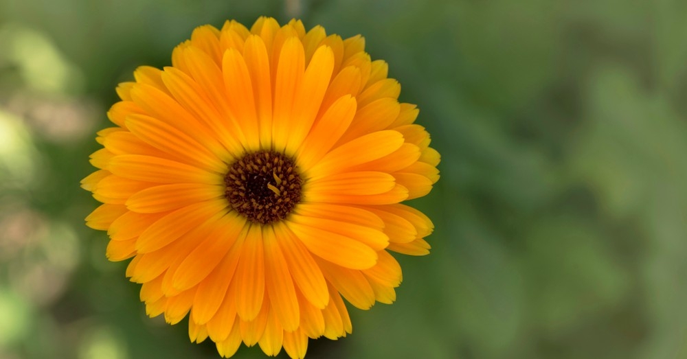 flores 1