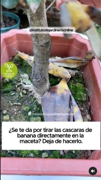 Cáscaras de banana 2
