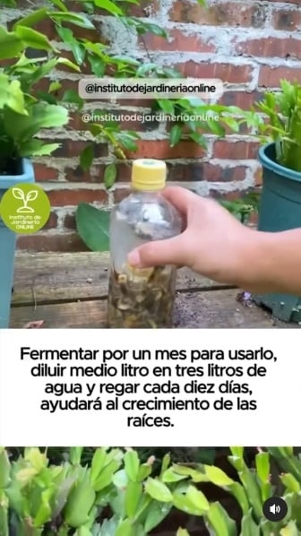 Cáscaras de banana 4