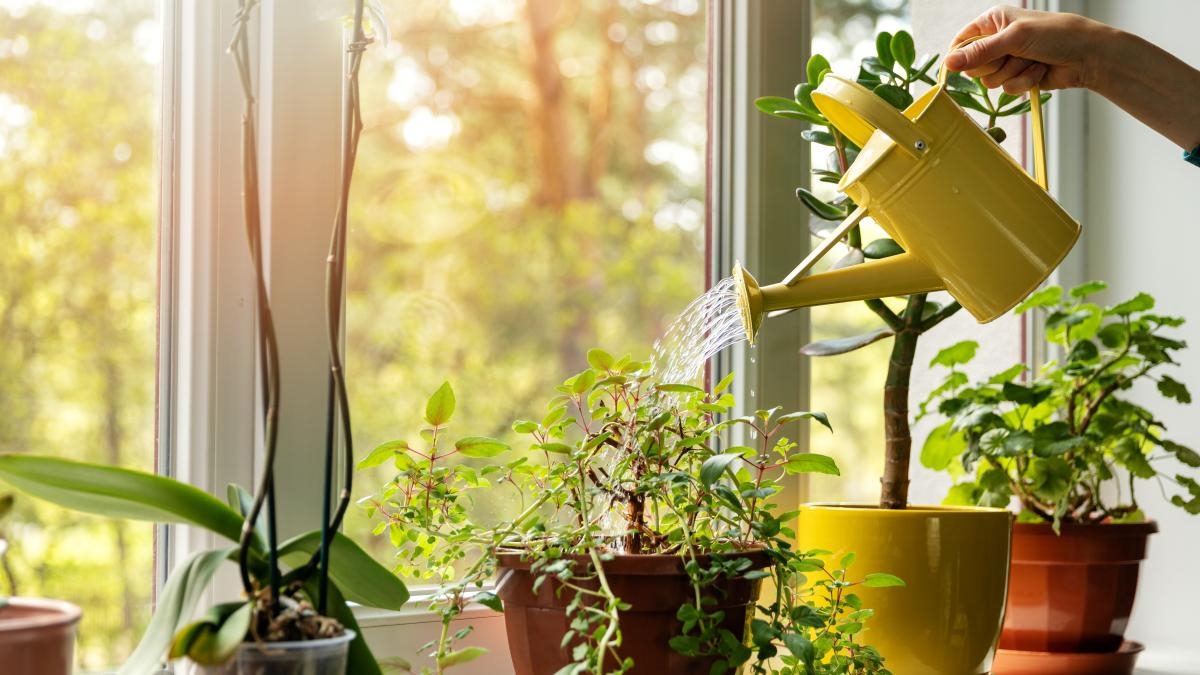 Plantas