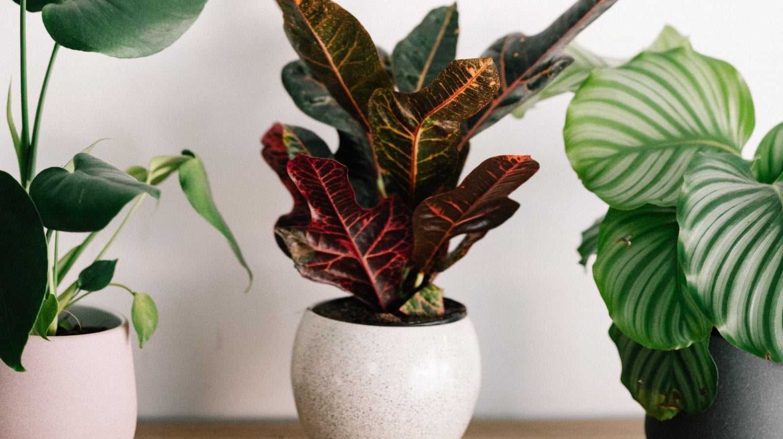 annie-spratt-IcxBbmxecEM-unsplash
