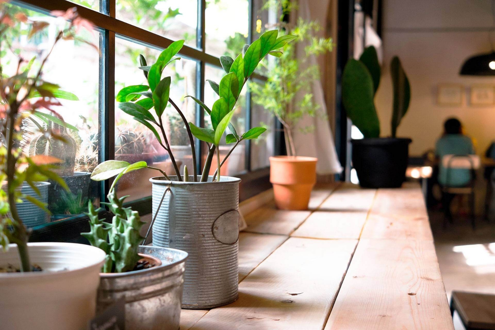 plantas_1