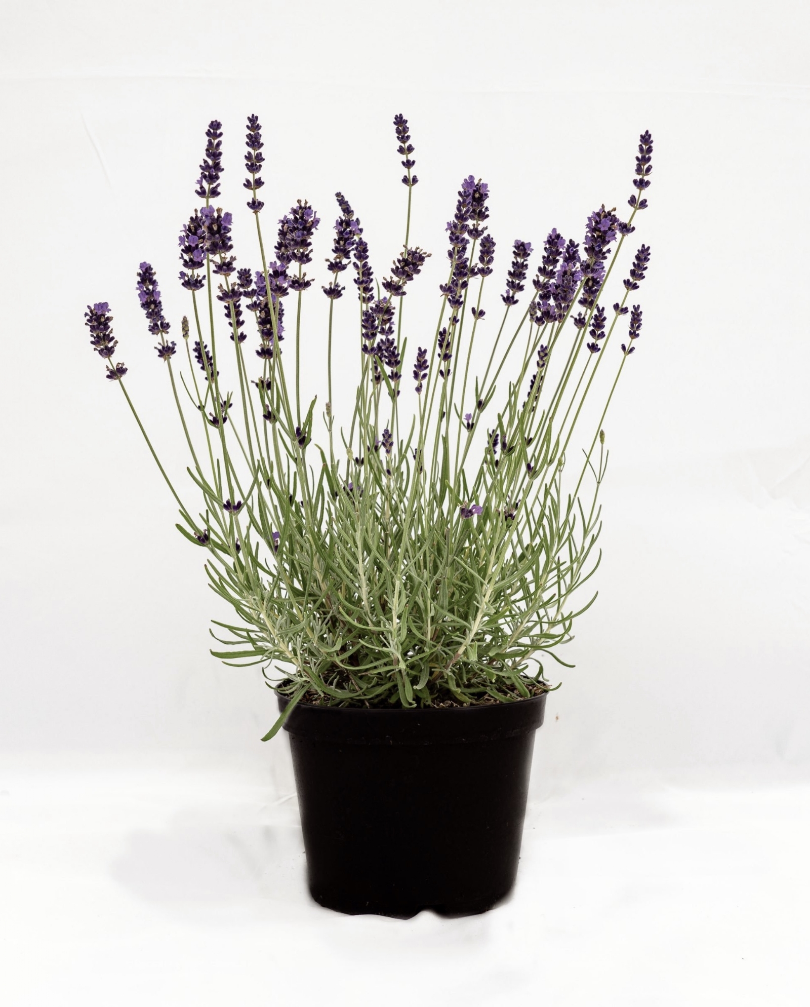 lavanda_inglesa