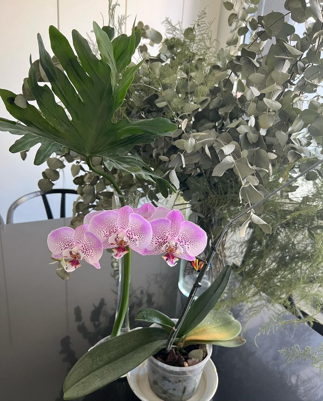 Feliz #Jueves.. revivio mi Orquidea ..con cariño y cuidado las flores sienten las buenas vibras