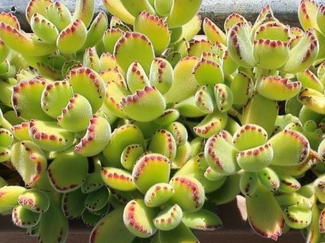 suculentas2