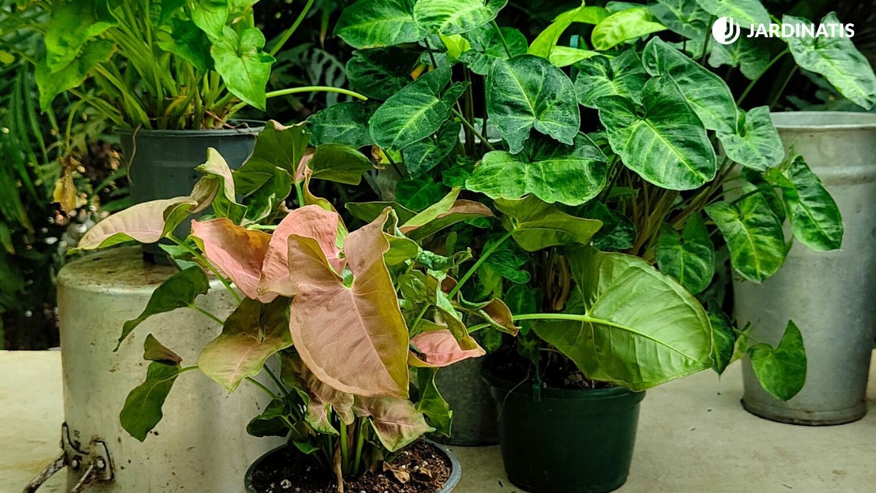 planta-singonio-caracteristicas-cuidados-1280x720x80xX