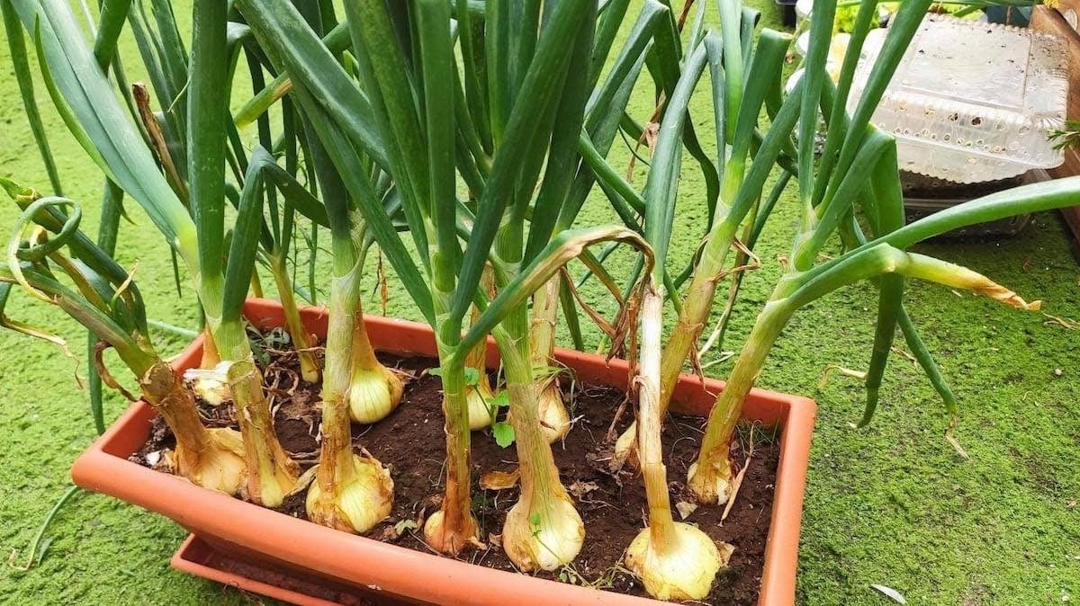 Plantas