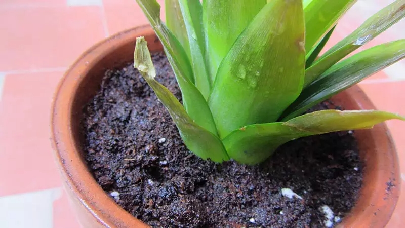 cultivar-pina-riego