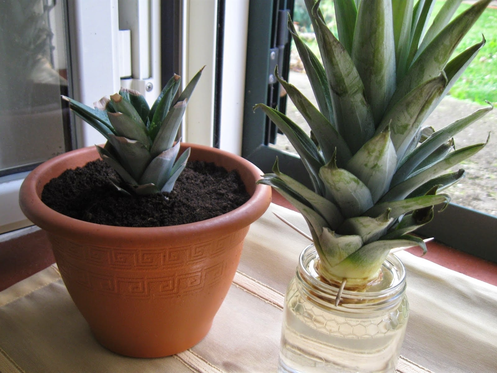 cultivo-de-piña