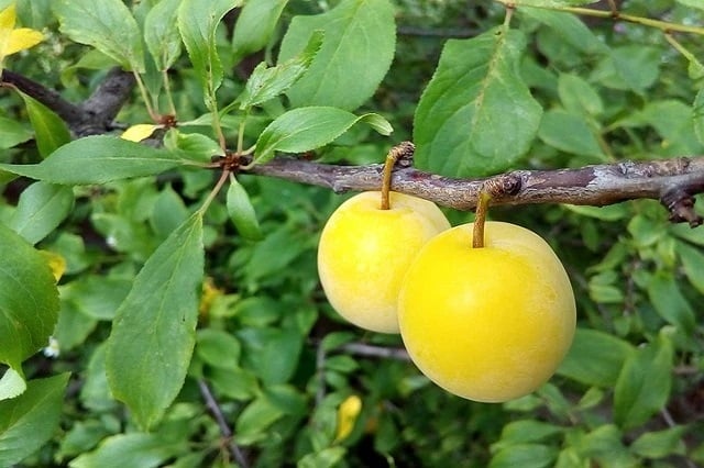 CirueloGoldenJapan