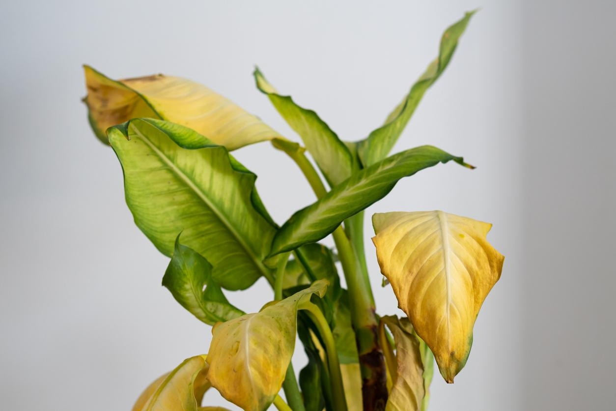 plantas 1