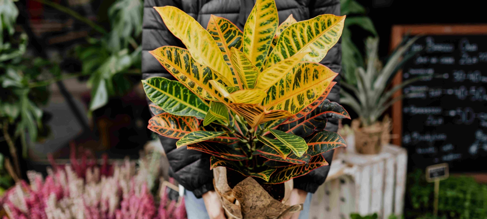 Planta. Fuente (Twitter)