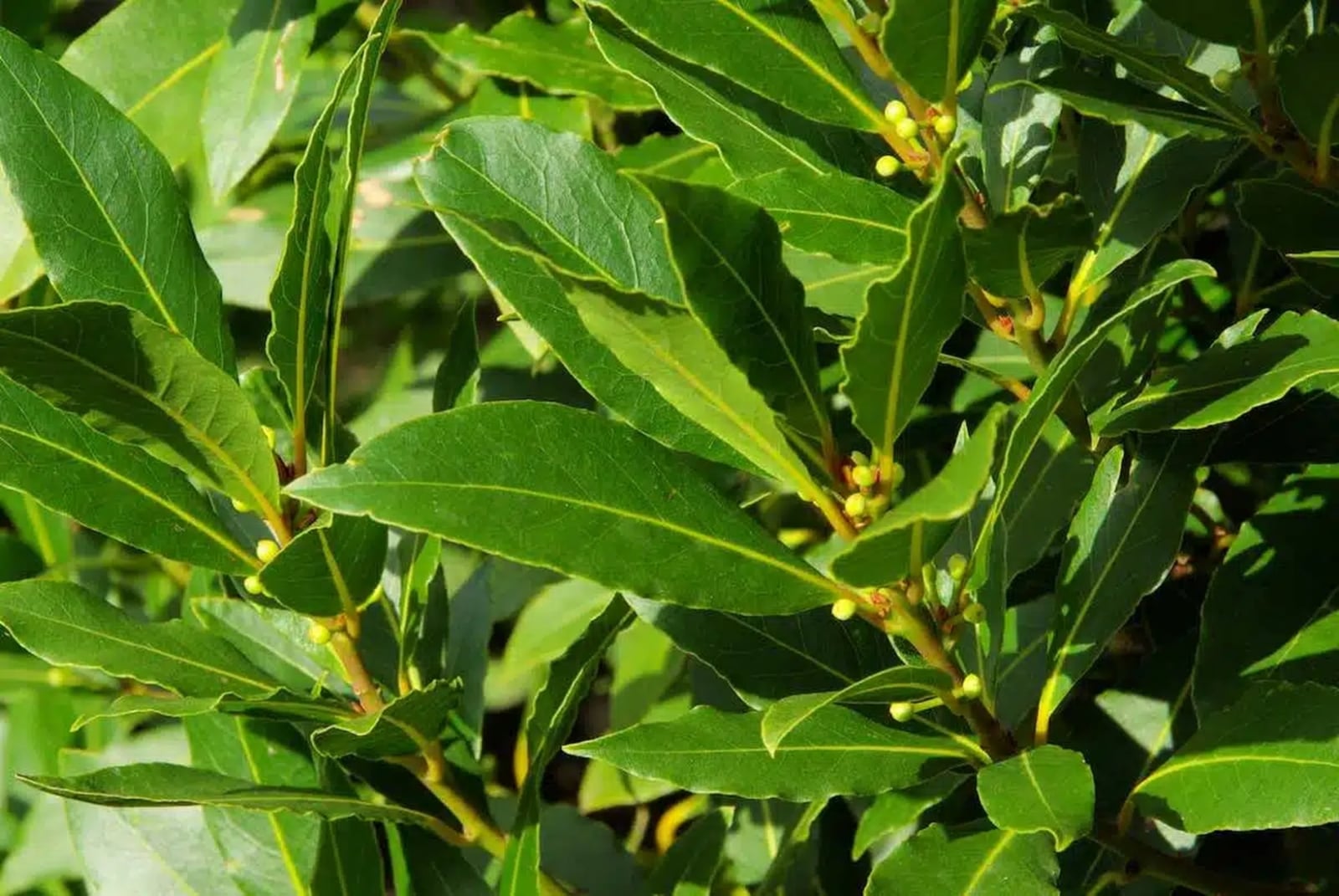 Hojas-de-Arbol-de-Laurel