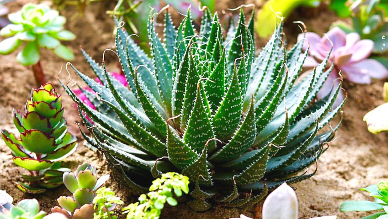 plantas1