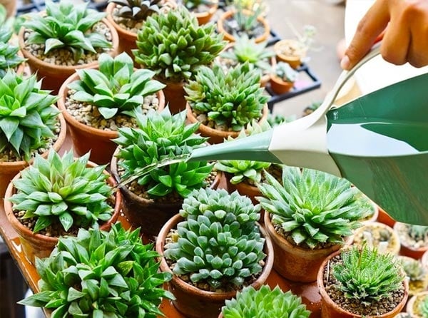 plantas2